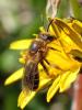 247977 – Photo : Catherine Reymonet-Smitten – France (19)